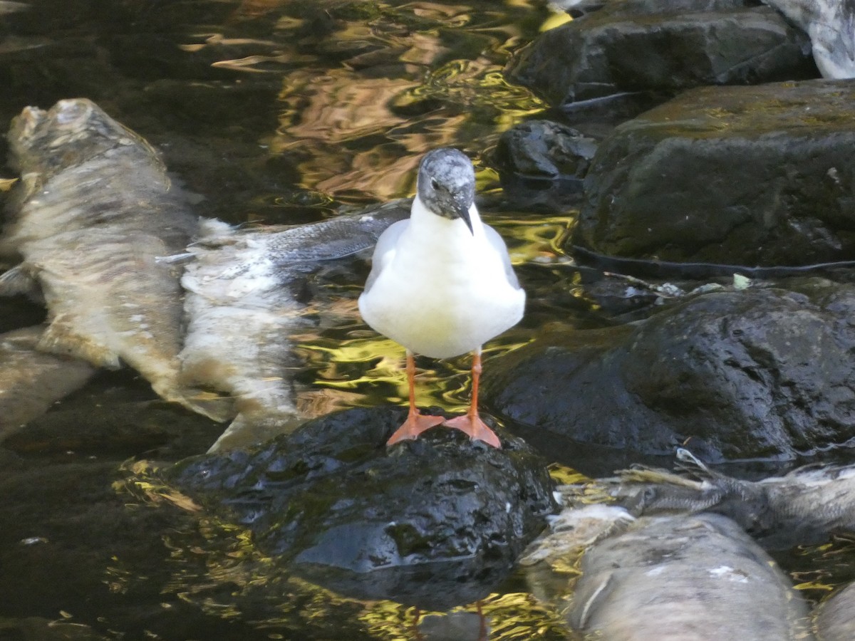 Bonaparte's Gull - ML623562678