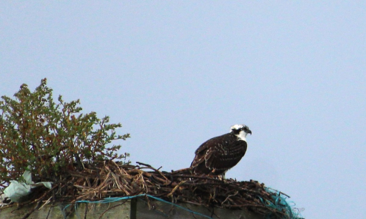 Osprey - ML623562683