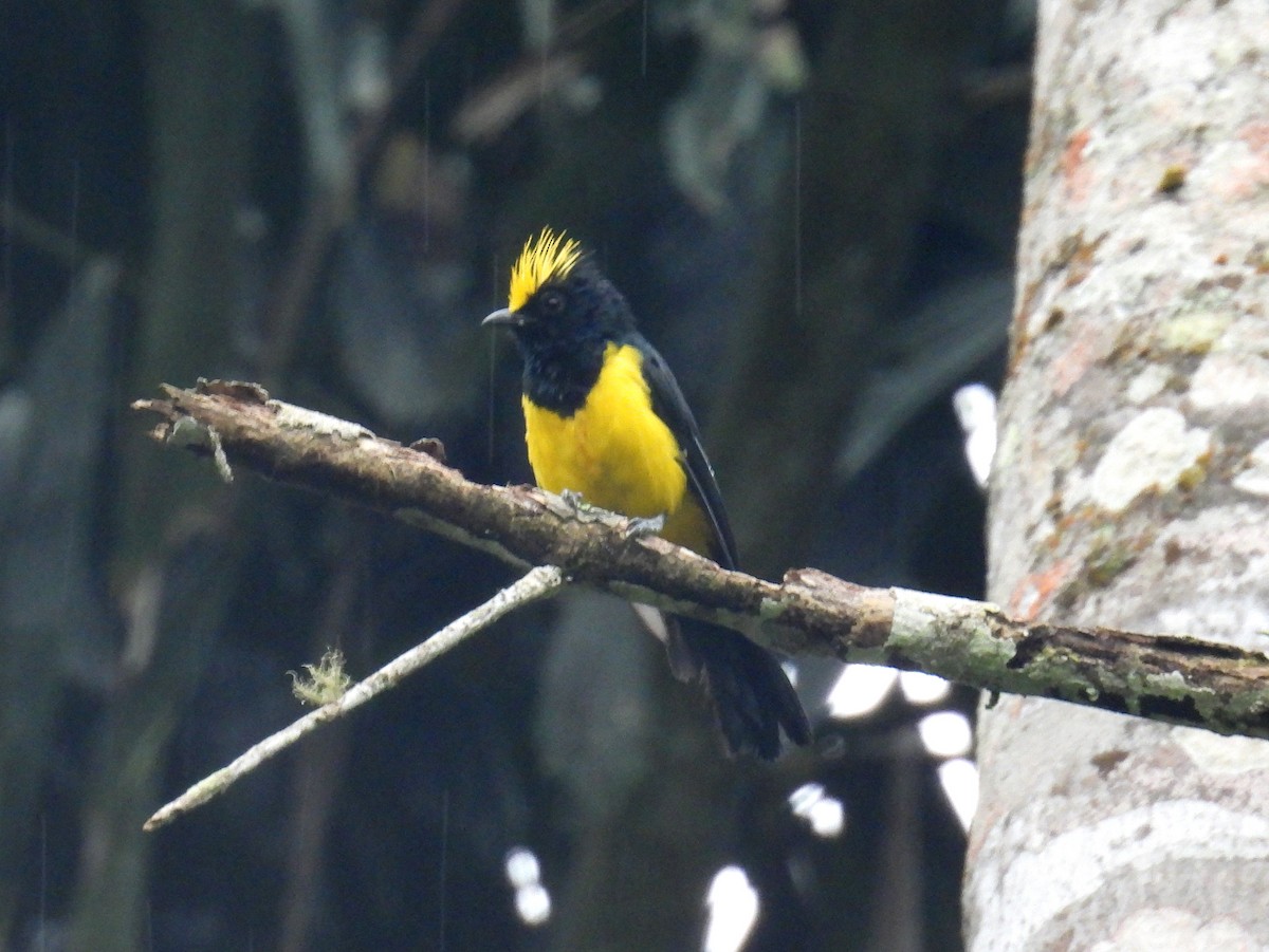 Sultan Tit (Yellow-crested) - ML623562684