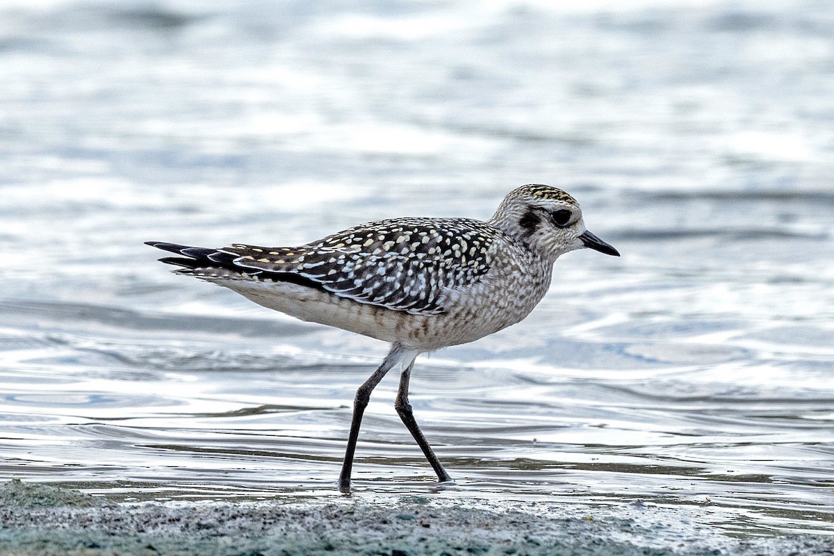 American Golden-Plover - ML623562689