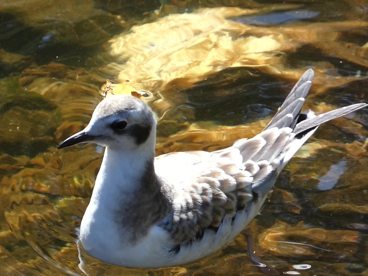 Bonaparte's Gull - ML623562703