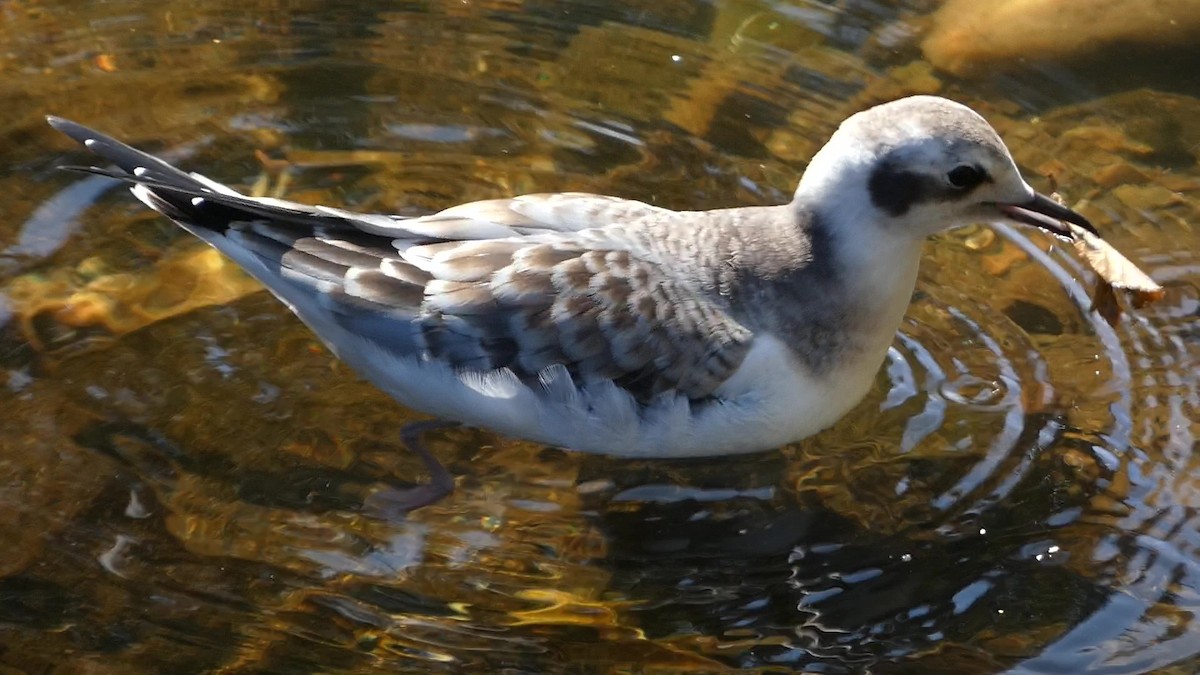 Bonaparte's Gull - ML623562704