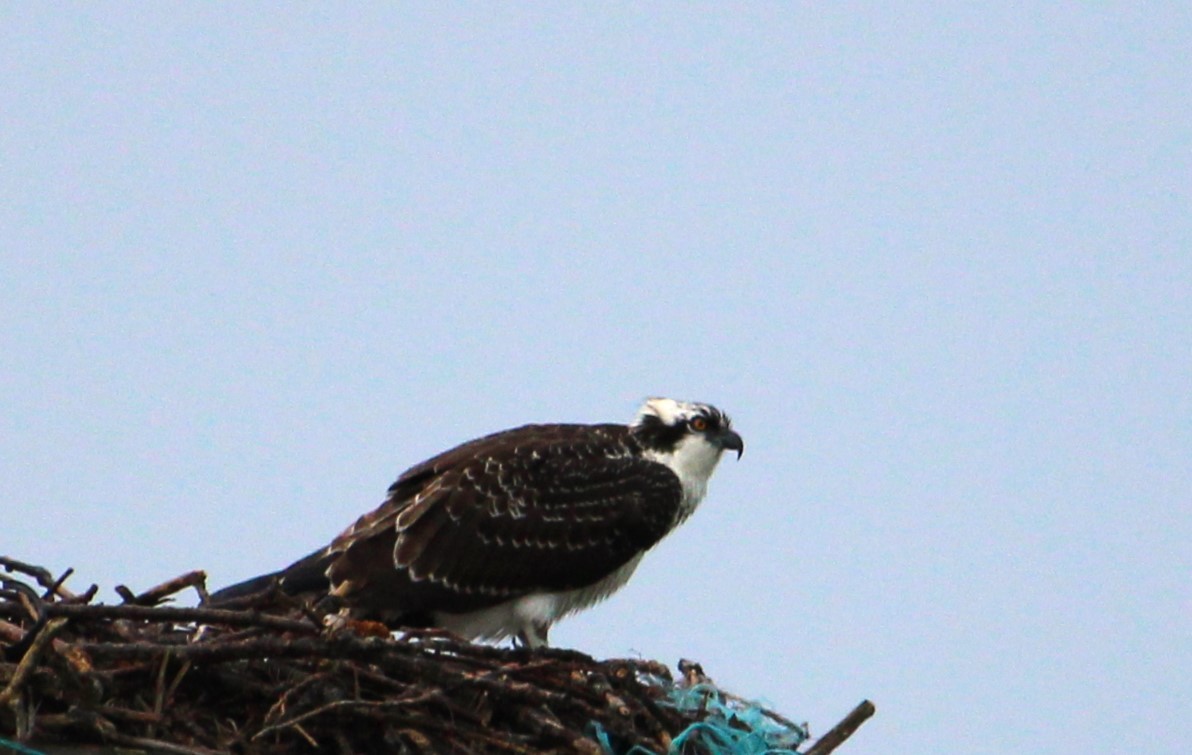 Osprey - ML623562709