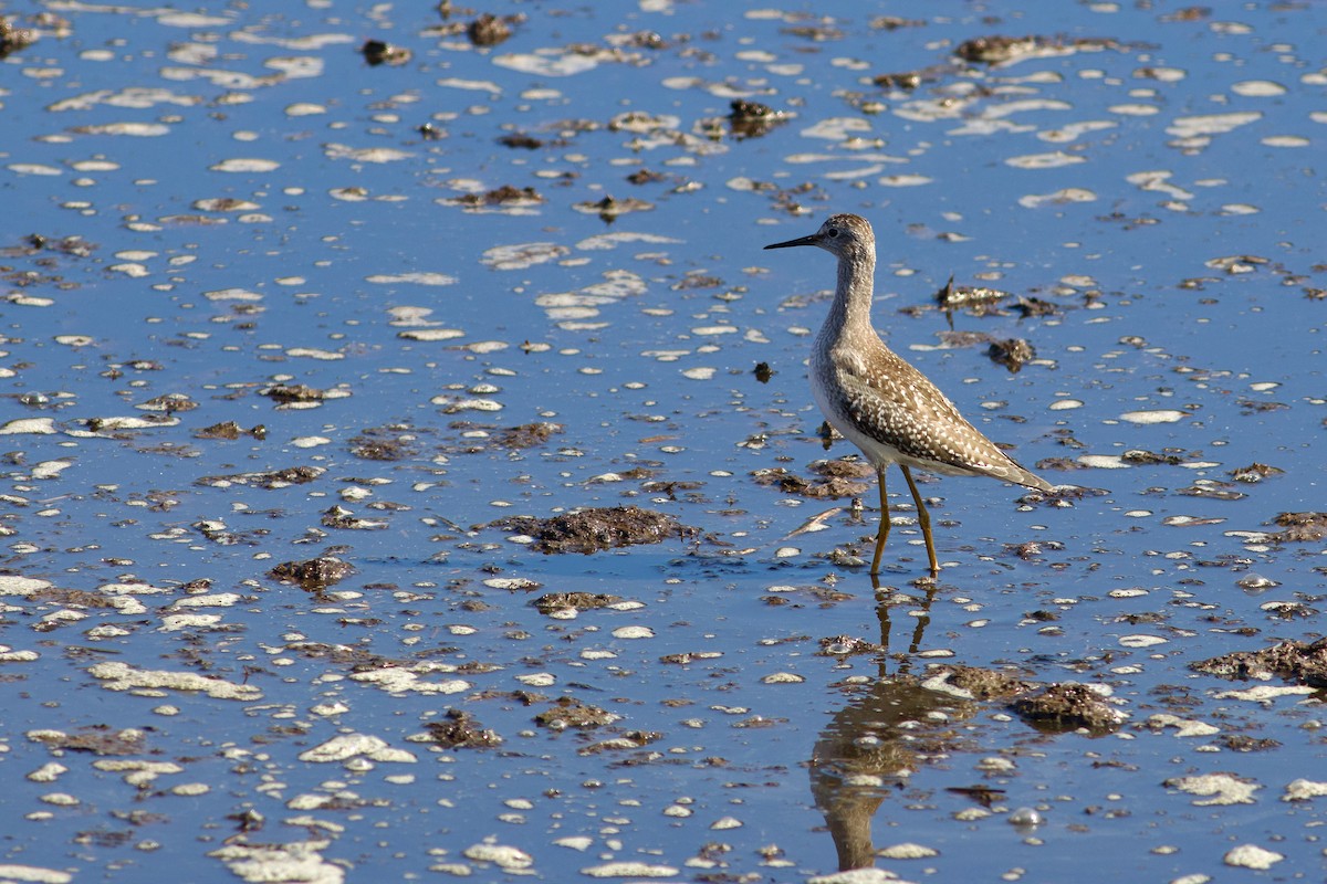 Lesser Yellowlegs - ML623562716