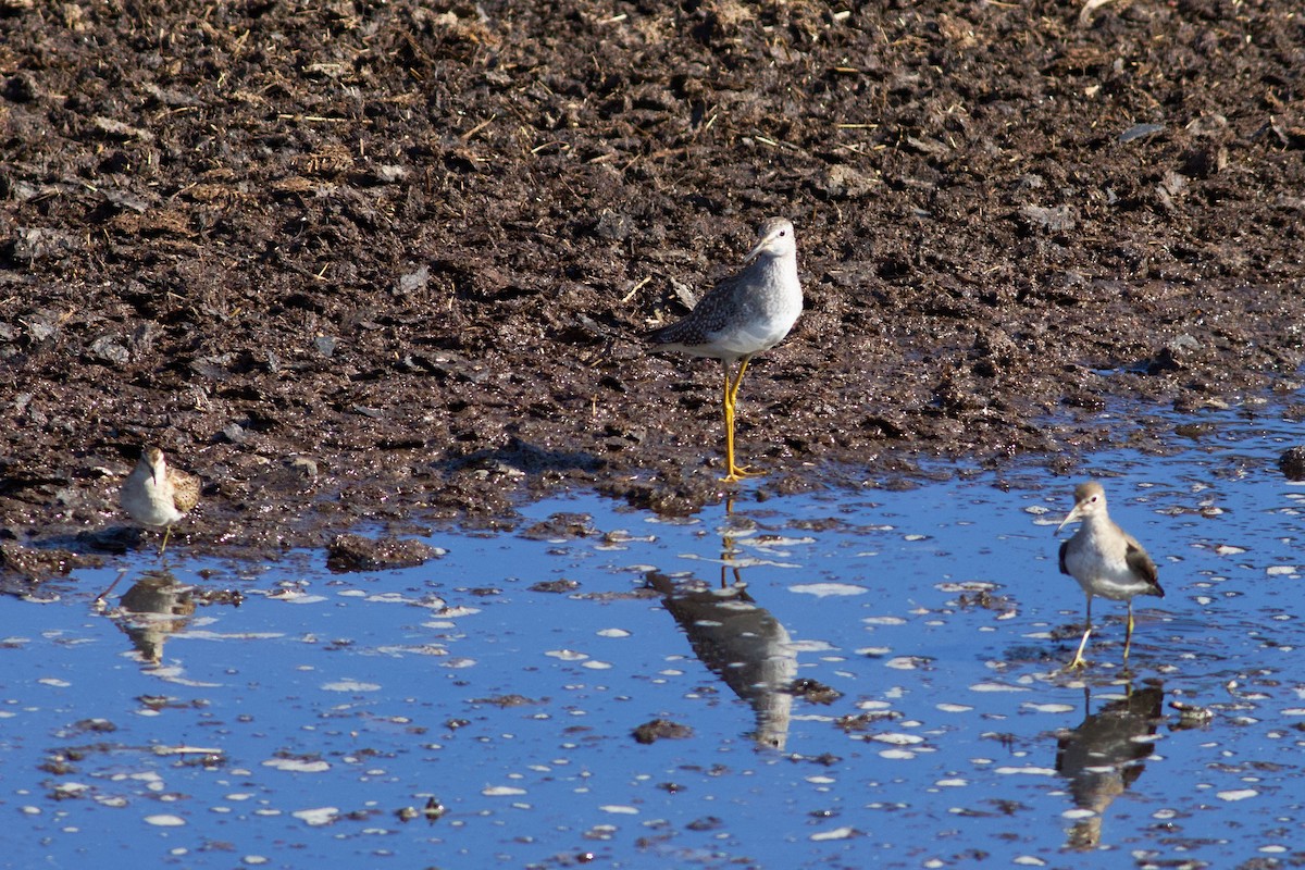 Lesser Yellowlegs - ML623562735