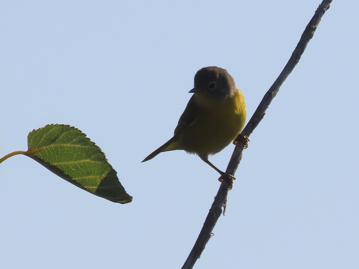 Nashville Warbler - ML623562837