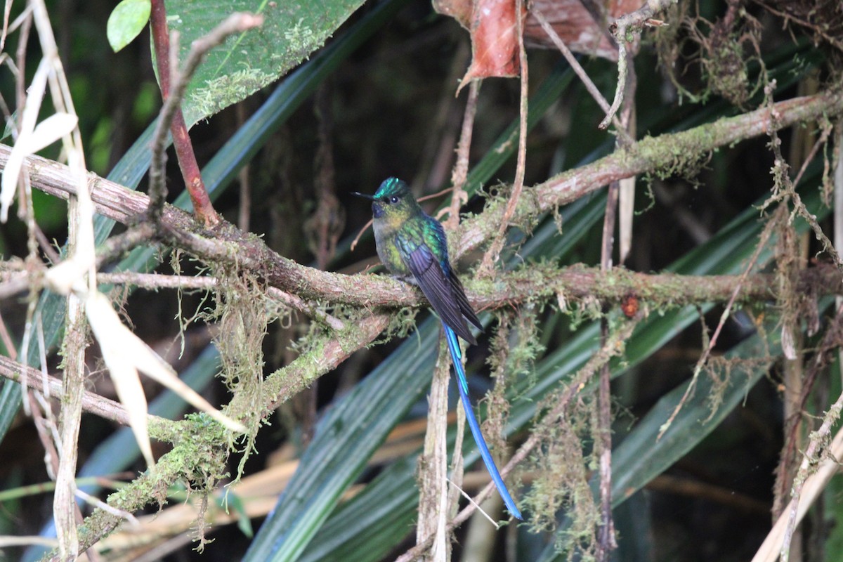 Long-tailed Sylph - ML623562843