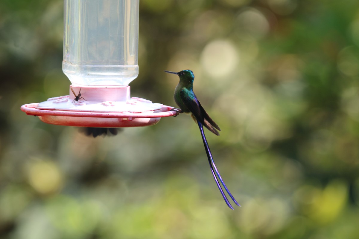 Long-tailed Sylph - Seán Walsh