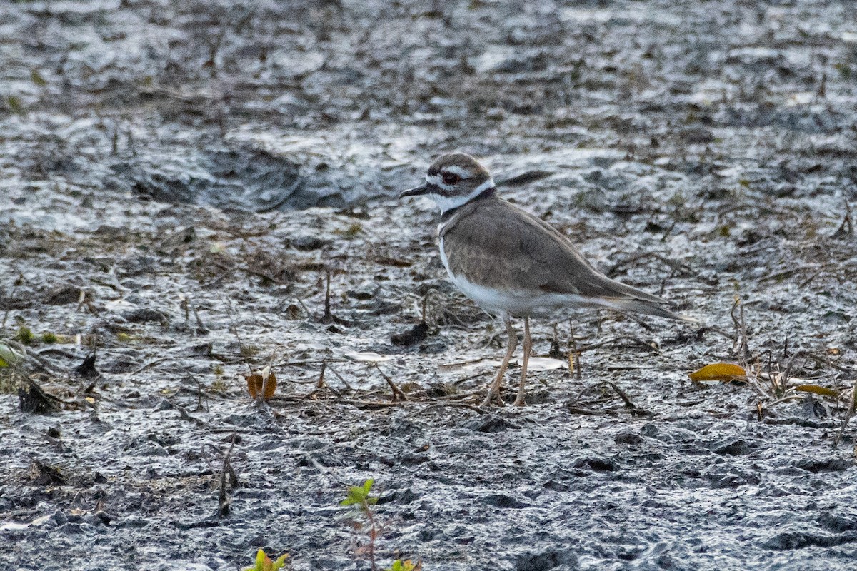 Killdeer - ML623562851