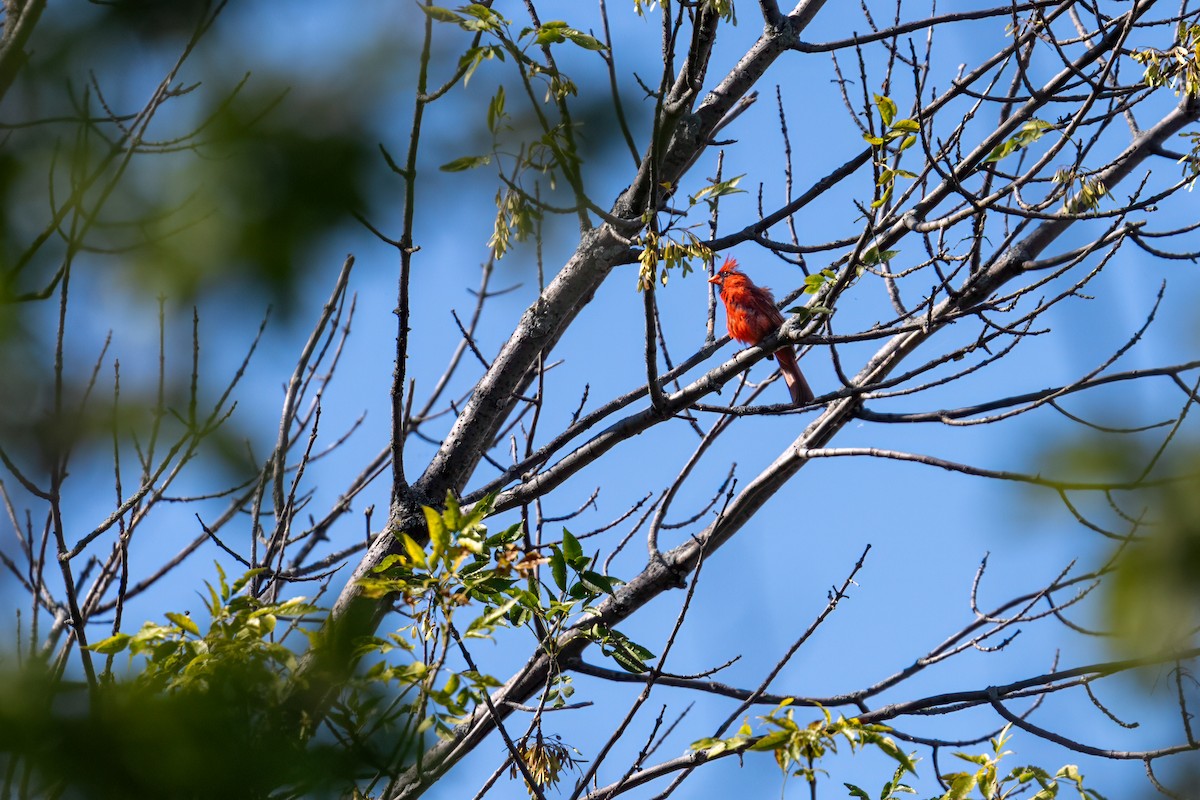 Cardinal rouge - ML623562865