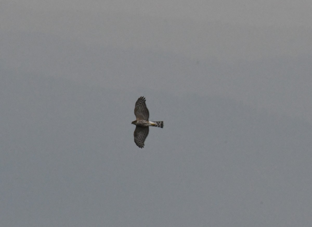 Sharp-shinned Hawk - ML623562885