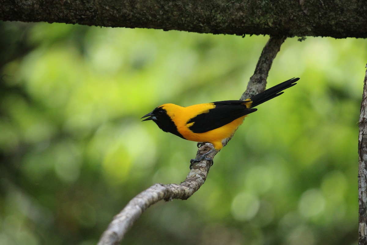 Yellow-backed Oriole - ML623562898