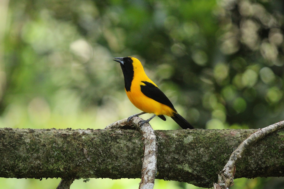 Yellow-backed Oriole - ML623562899