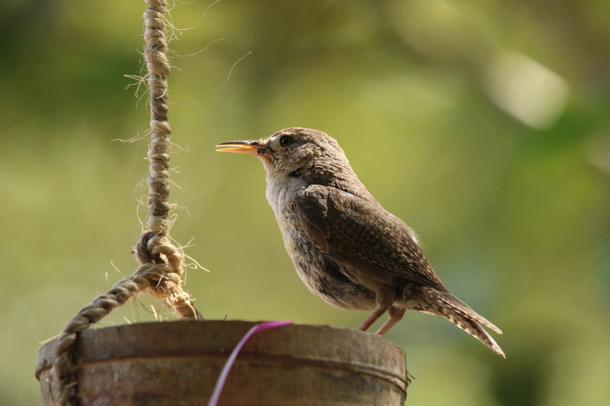 House Wren (Southern) - Seán Walsh