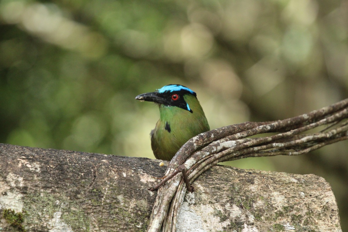 Andean Motmot - ML623562927