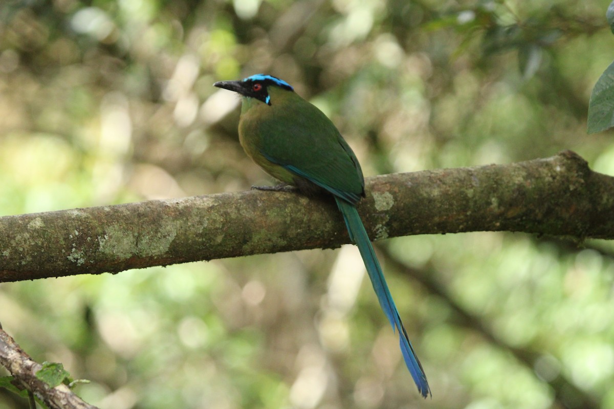 Andean Motmot - ML623562928