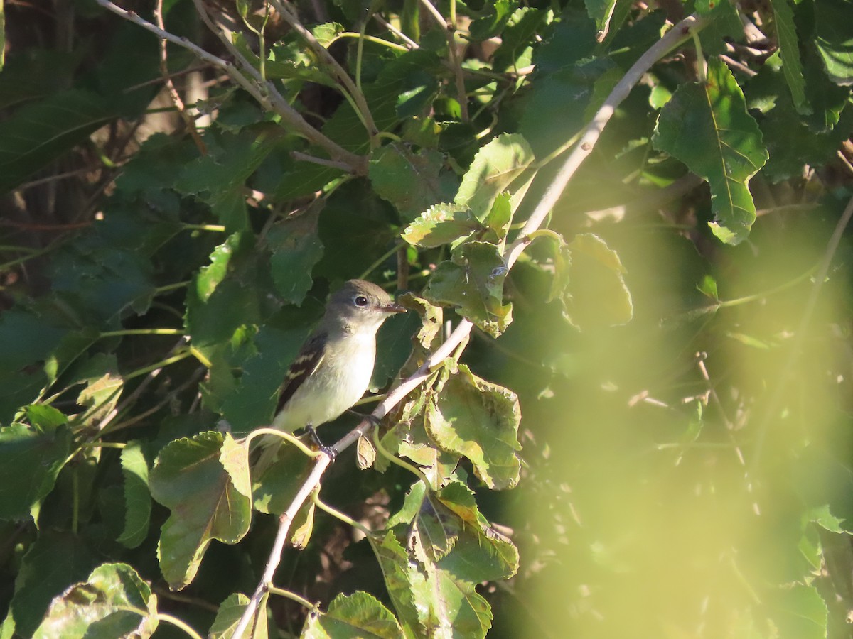 Least Flycatcher - ML623562965