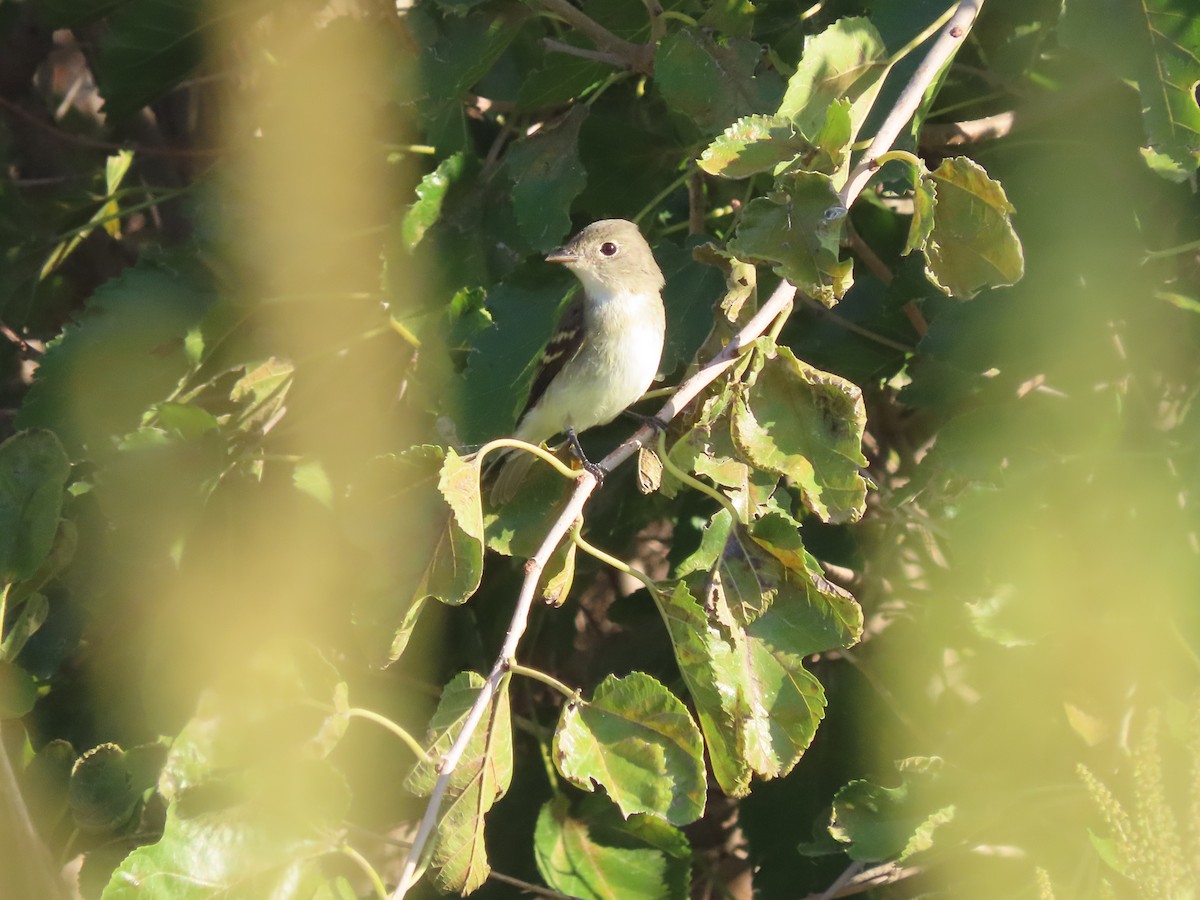 Least Flycatcher - ML623562982