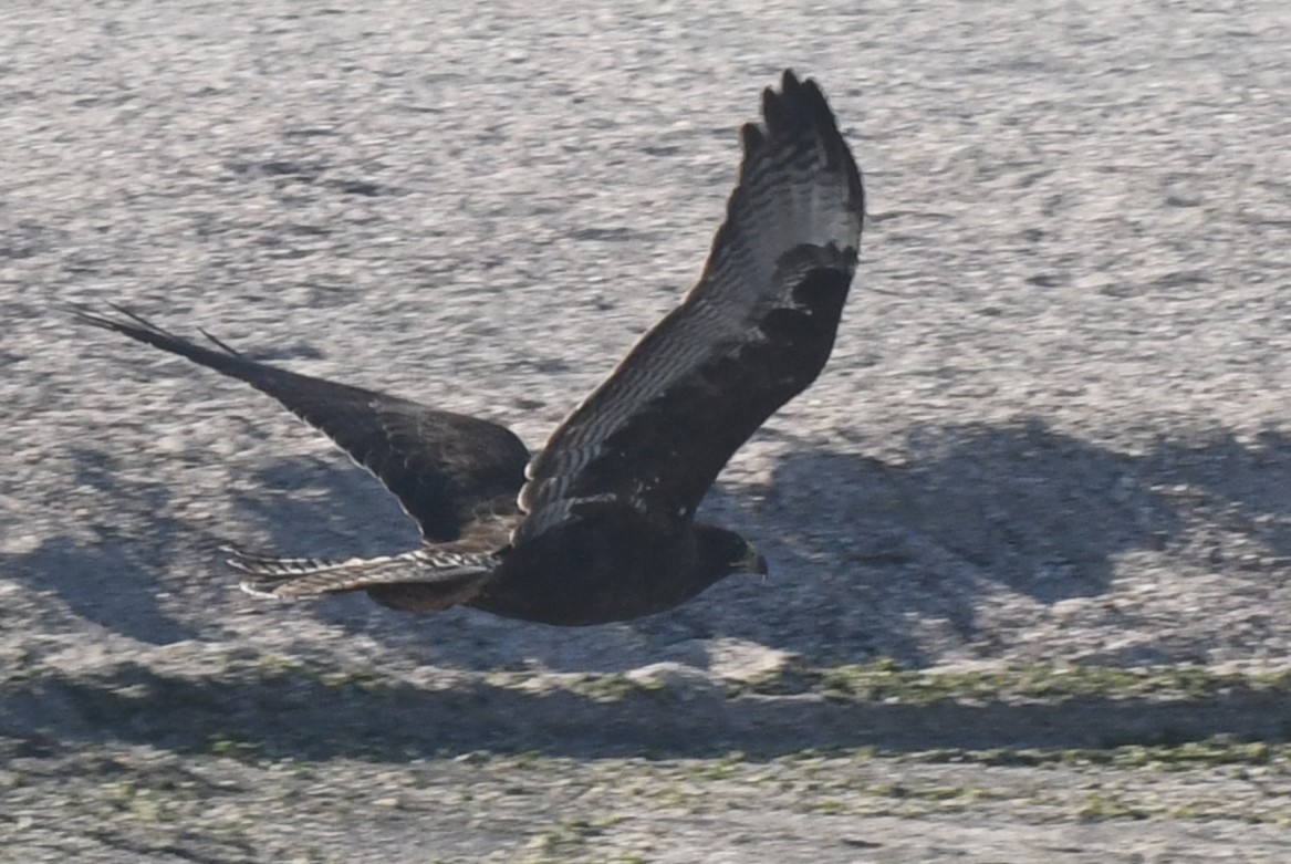 Galapagos Şahini - ML623562990