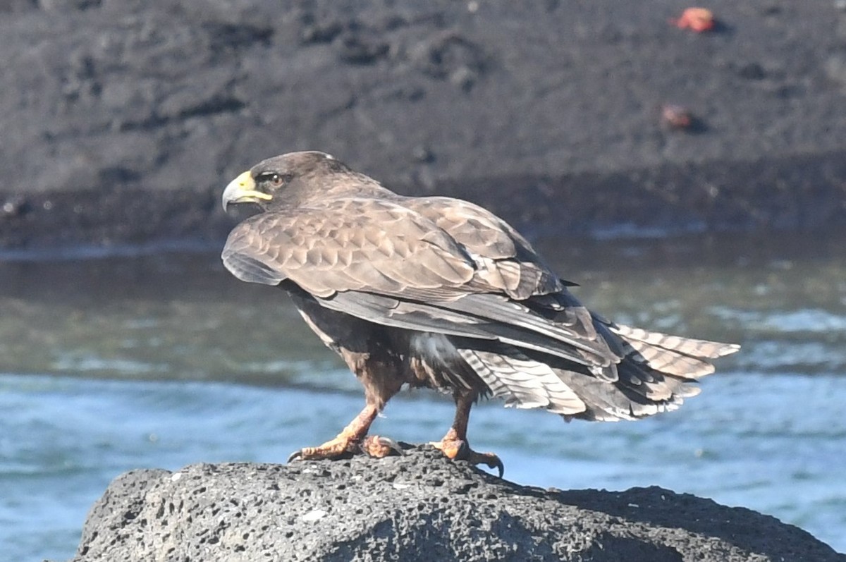 Galapagos Şahini - ML623562991