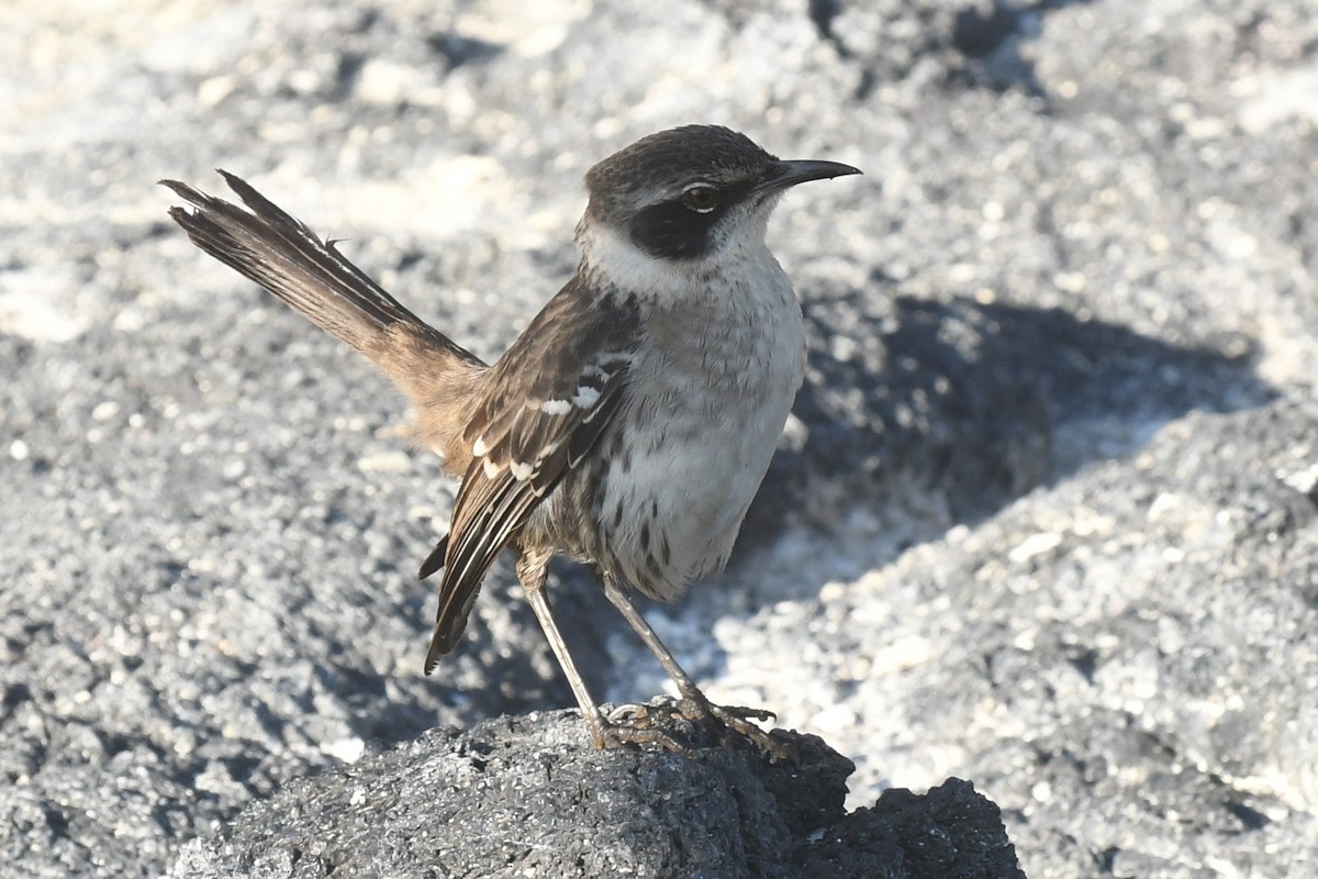 Galapagos Taklitçisi - ML623563003