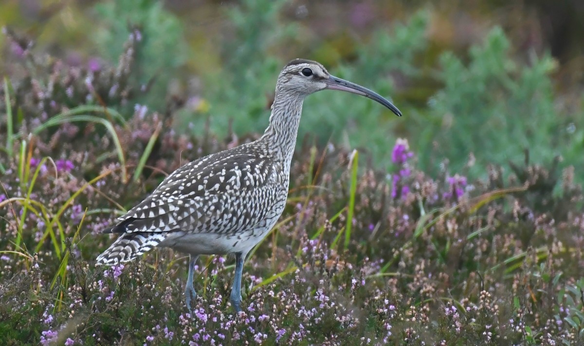 Whimbrel - ML623563070