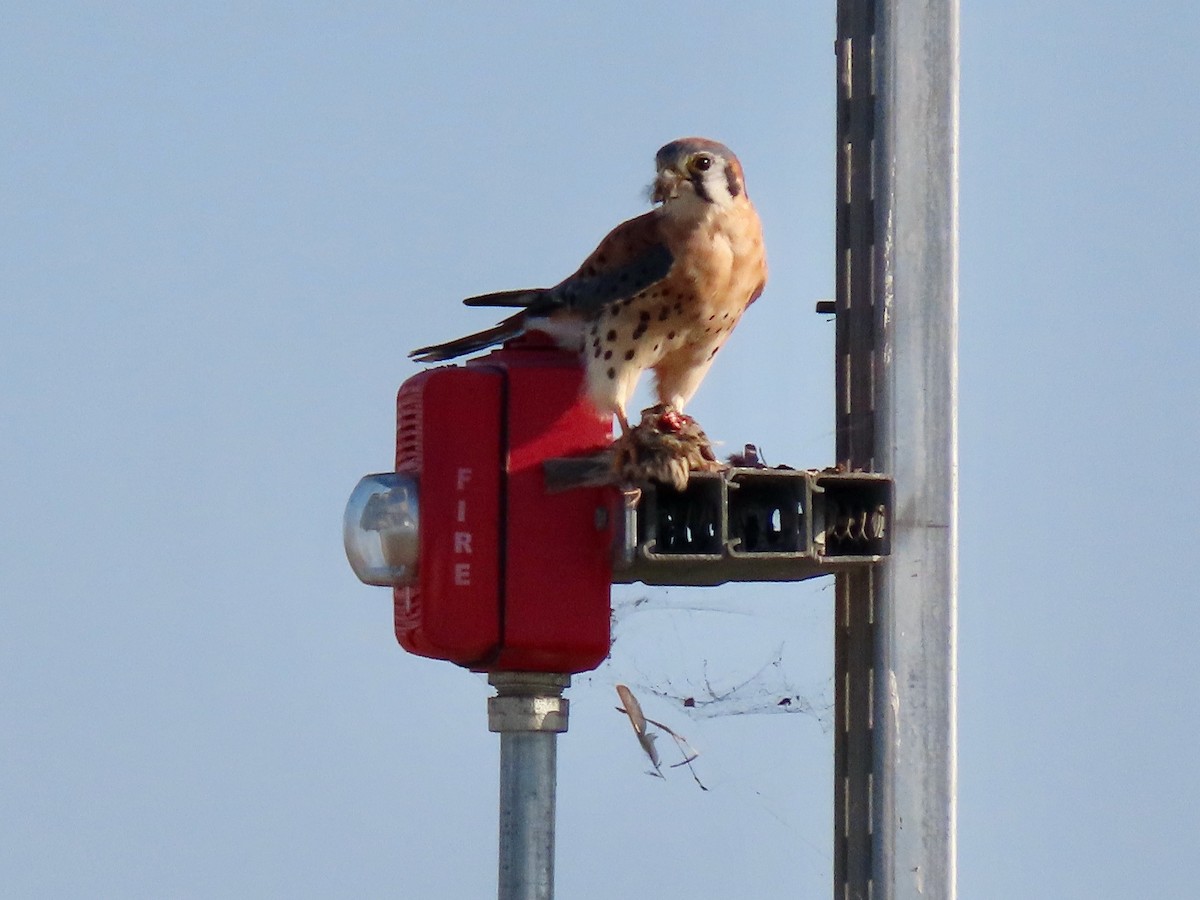 American Kestrel - Ben Newhouse