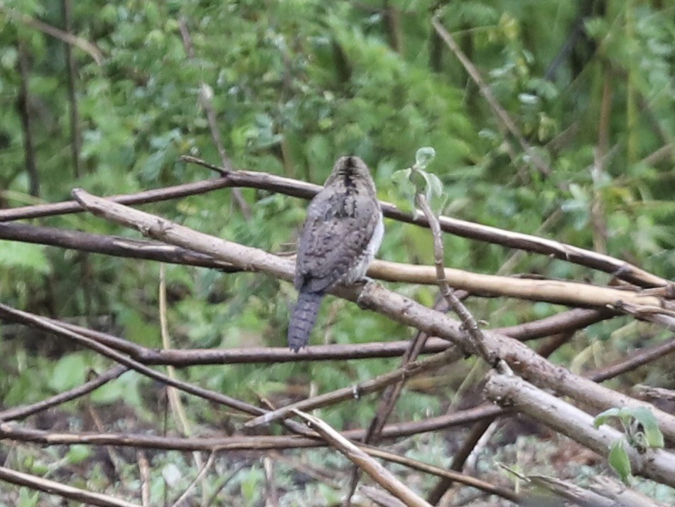 Rufous-necked Wryneck - ML623563116