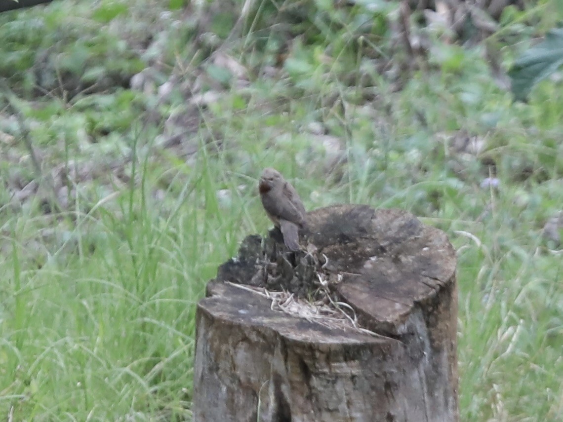 Rufous-necked Wryneck - ML623563117