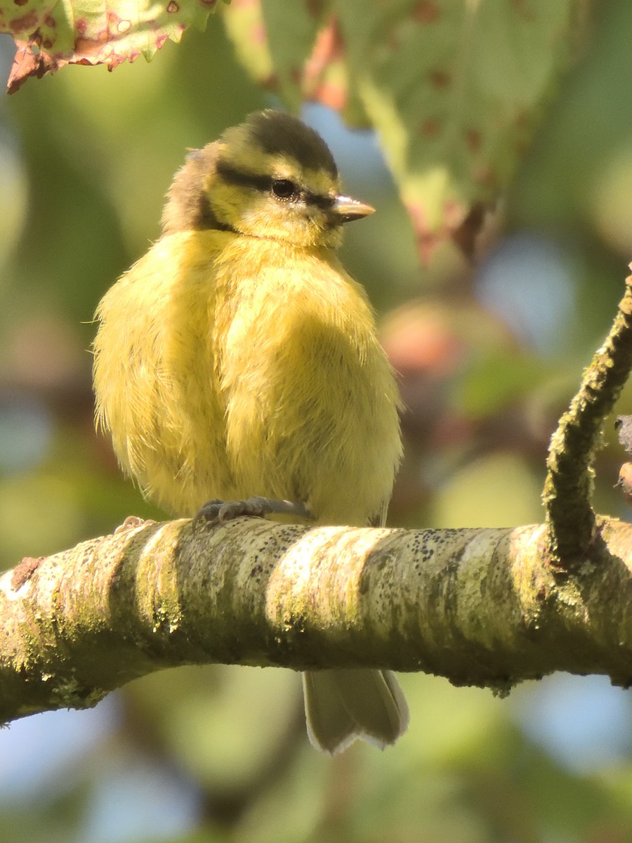 Eurasian Blue Tit - ML623563222