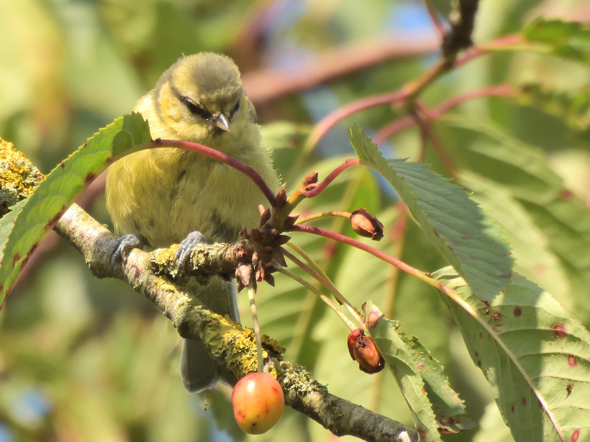 Eurasian Blue Tit - ML623563223