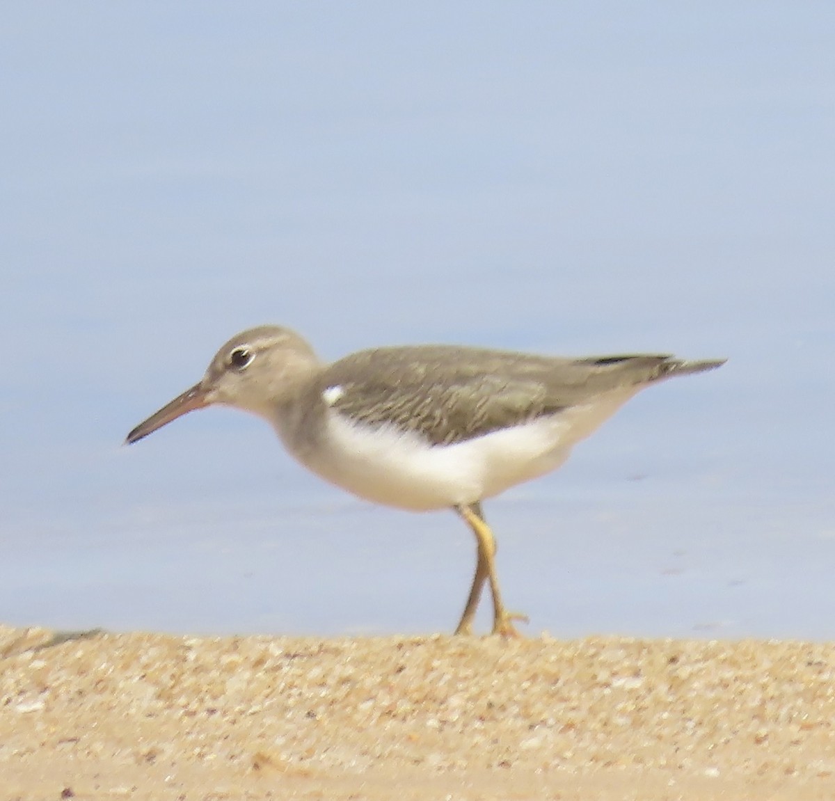 Spotted Sandpiper - ML623563263