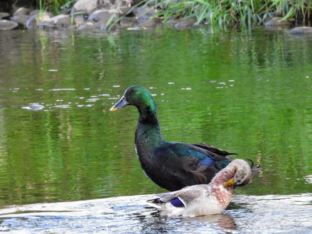 Mallard (Domestic type) - ML623563271