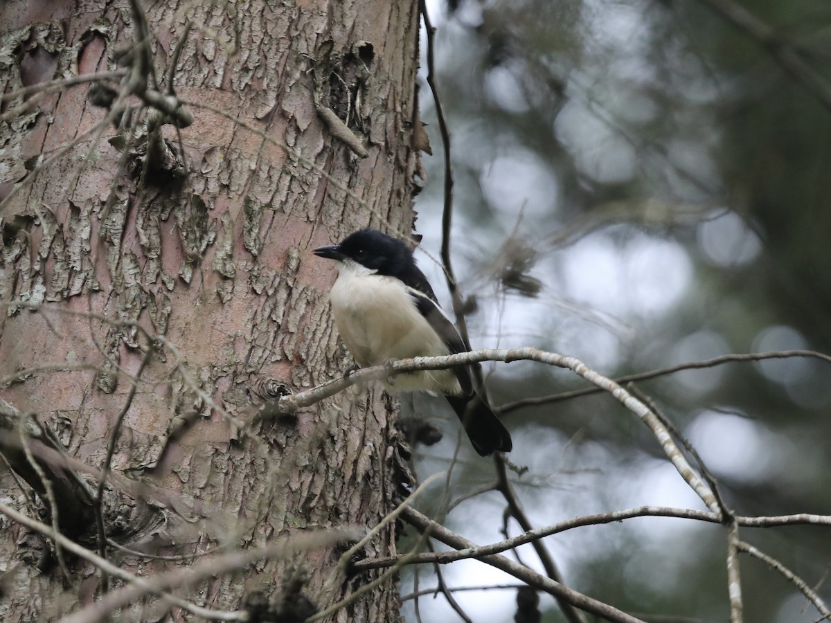 Tropical Boubou - ML623563273