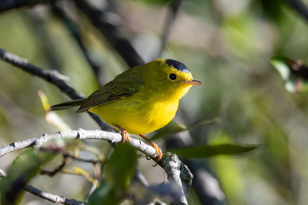 Wilson's Warbler - ML623563311