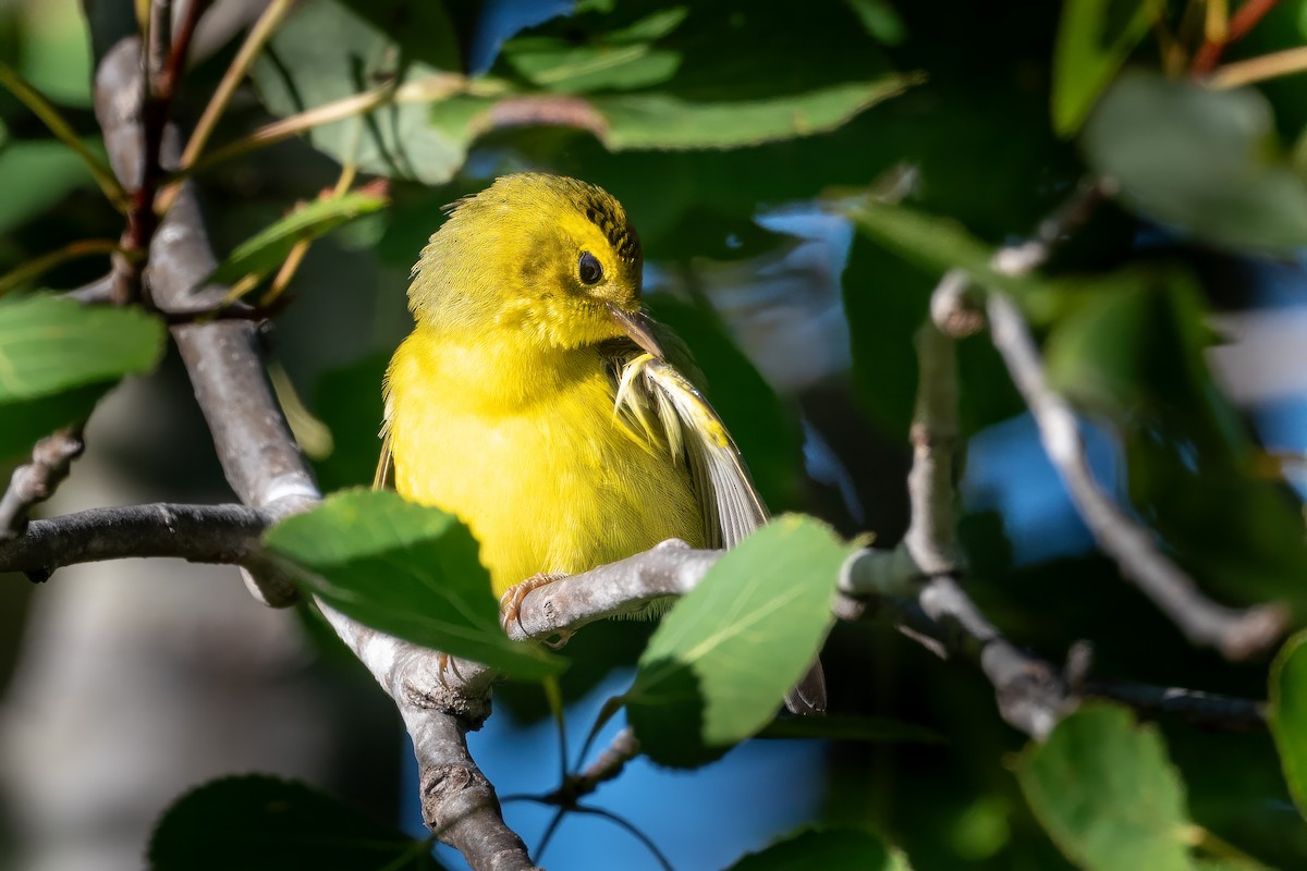 Wilson's Warbler - ML623563313