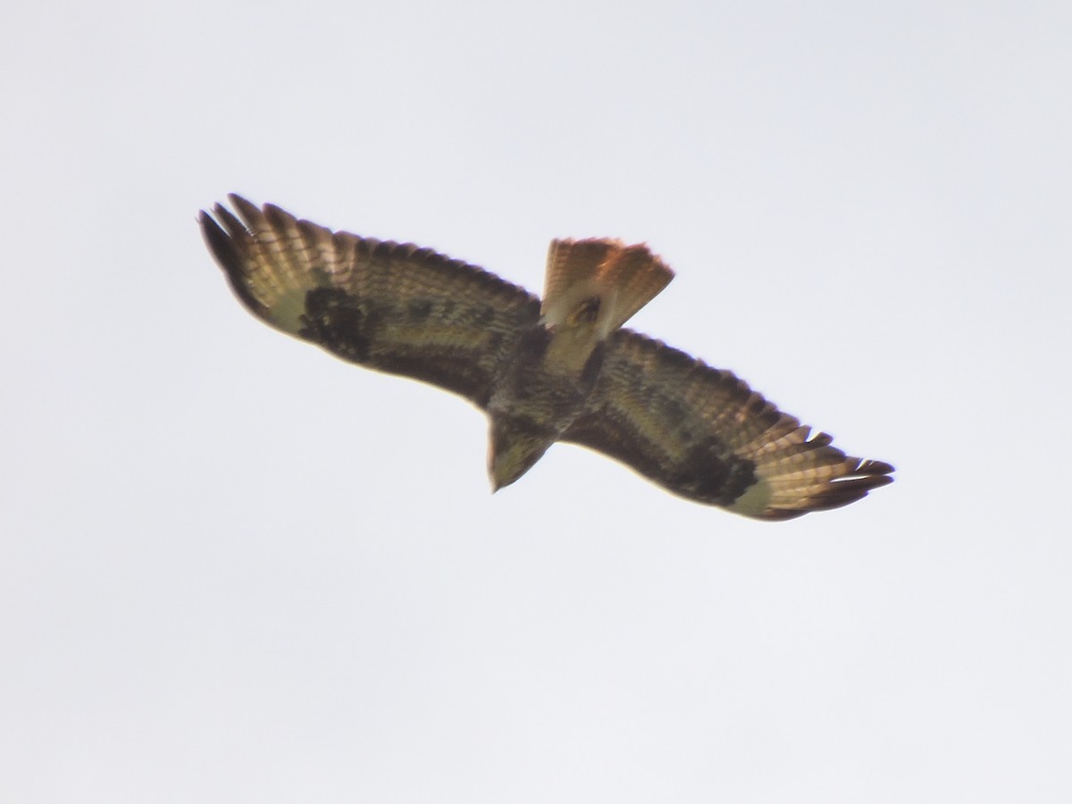 Red Kite - ML623563343