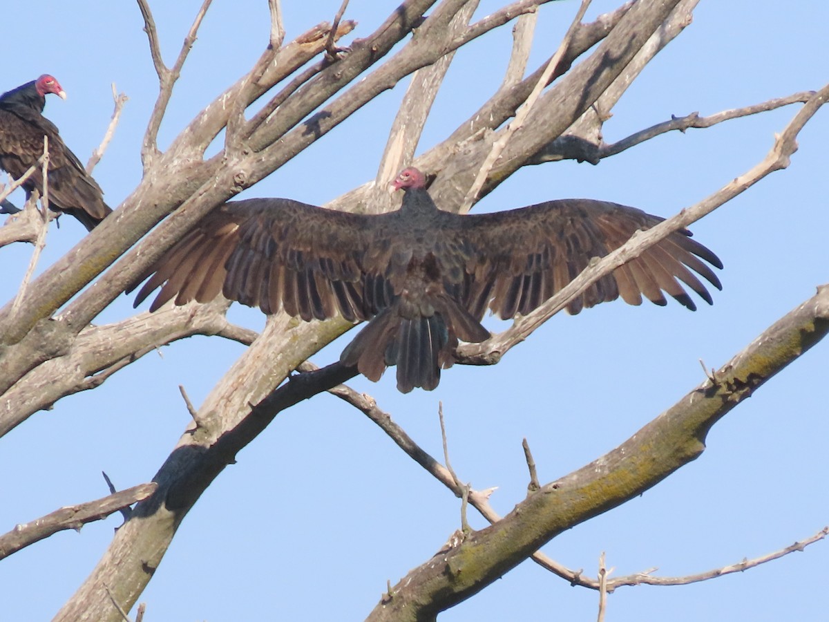 Turkey Vulture - ML623563352