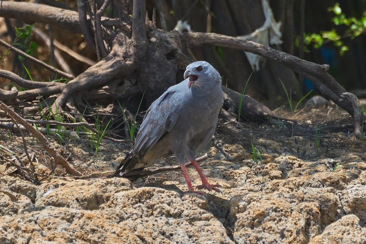 Crane Hawk (Gray) - ML623563354