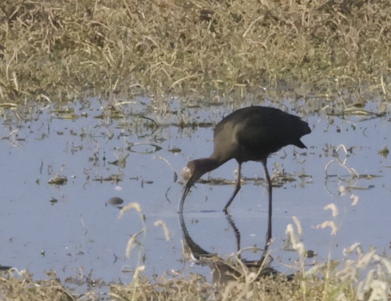 White-faced Ibis - ML623563377