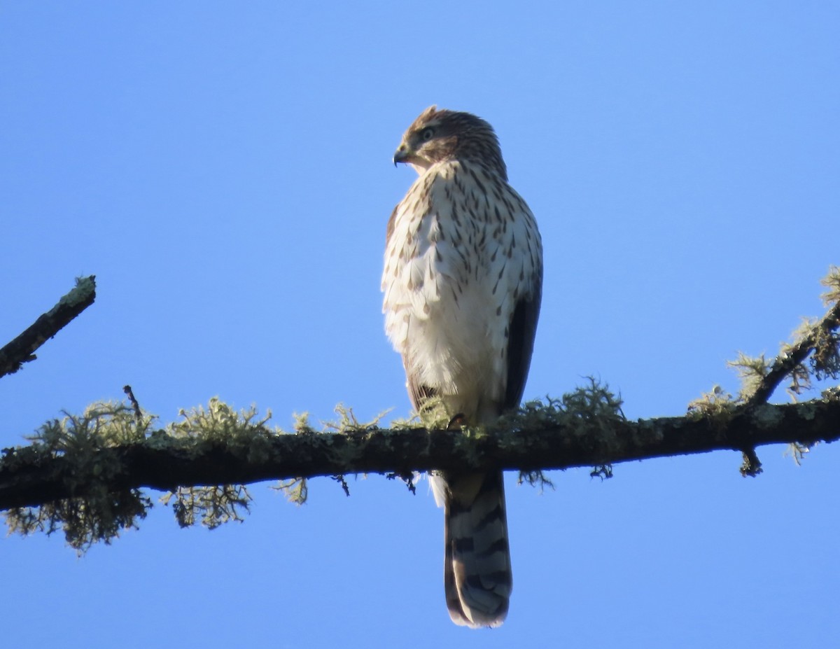 Cooper's Hawk - ML623563381