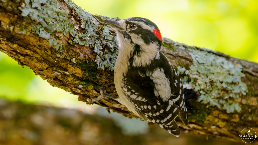 Downy Woodpecker - ML623563391