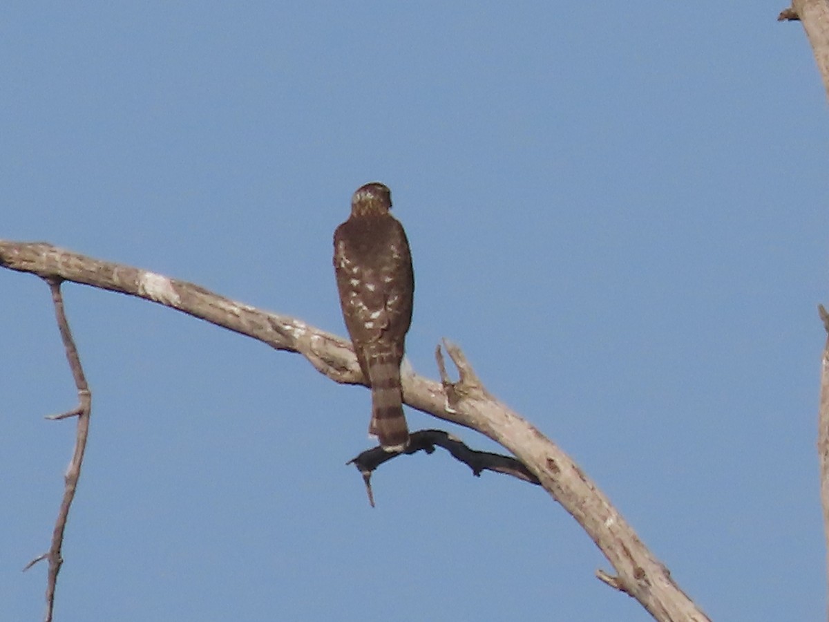 Cooper's Hawk - ML623563419