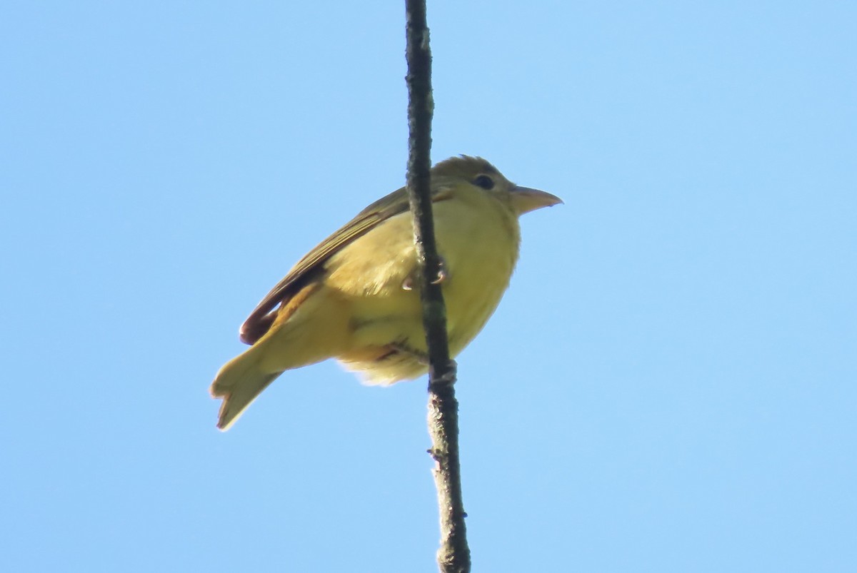 Summer Tanager - ML623563436