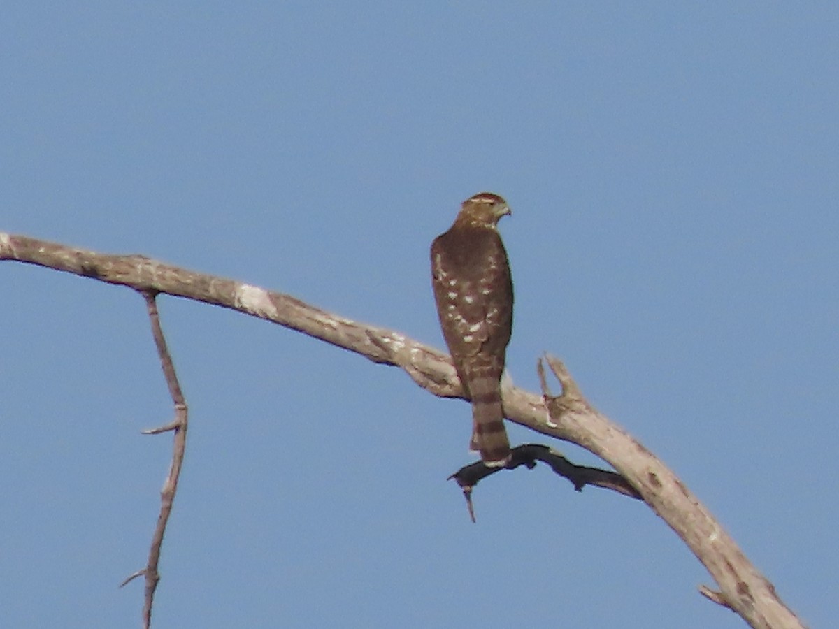 Cooper's Hawk - ML623563441