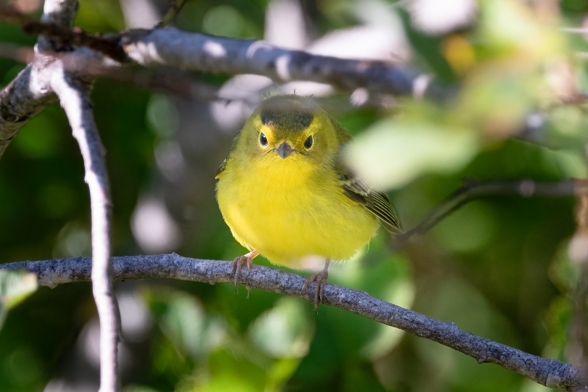 Wilson's Warbler - ML623563447