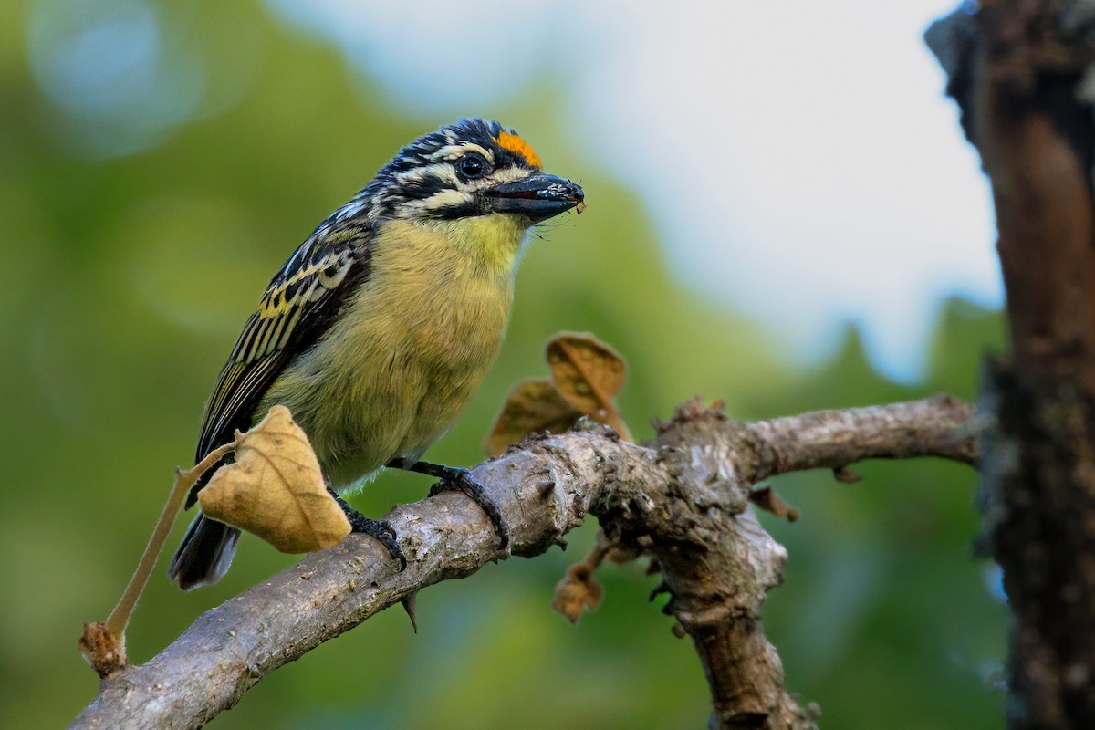 Yellow-fronted Tinkerbird - ML623563521