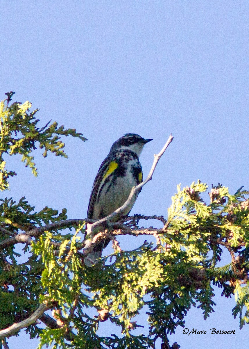 Yellow-rumped Warbler - ML62356361