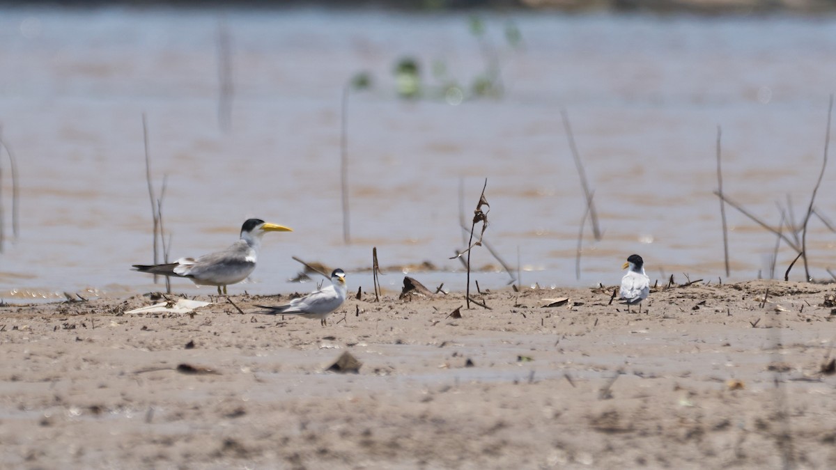 Yellow-billed Tern - ML623563687