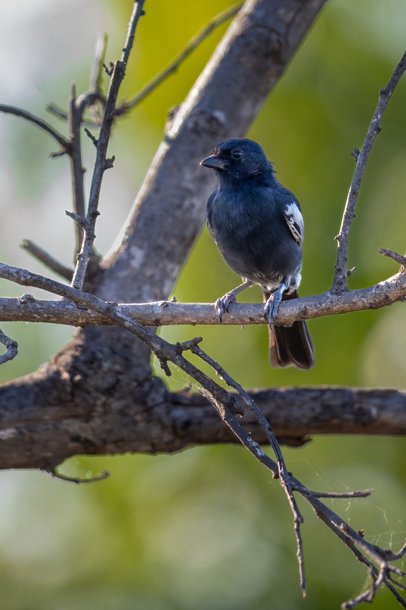 Southern Black-Tit - ML623563695